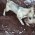 Two Dog Puerh Tea Blog