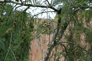 Wild olives