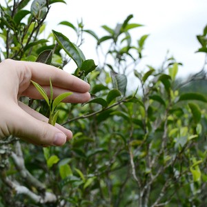Examining fresh growth on a Puer tree, Yunnan Province, 2015