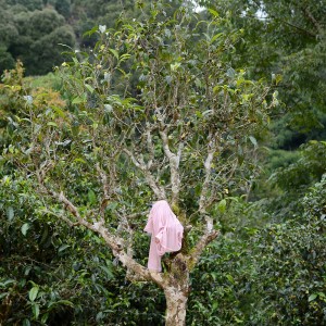 T-shirt and Puer Tree